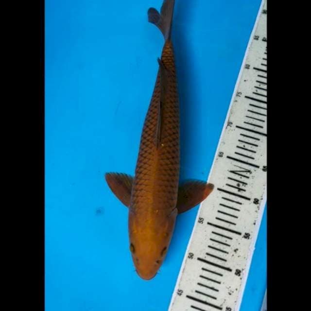Chagoi tembaga