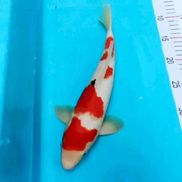 Sanke ceplok 31cm