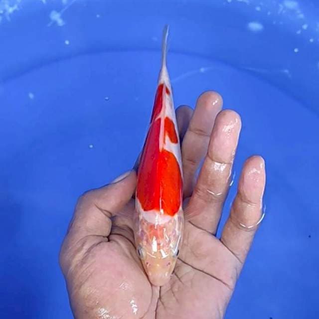 Doitsu / 17 cm