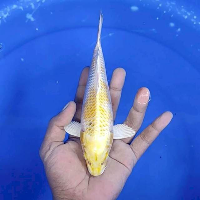 Hariwake / 21 cm