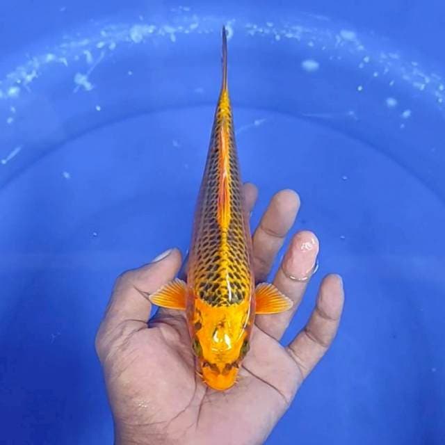 Kin matsuba / 21 cm