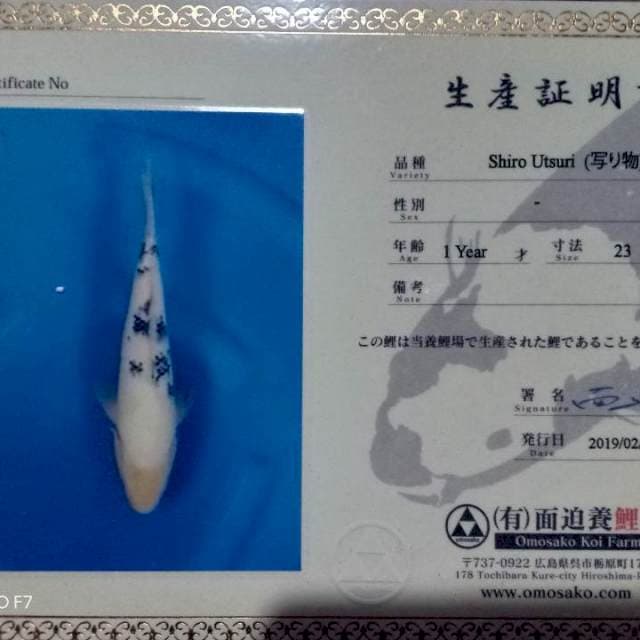 Beko omosako 31cm