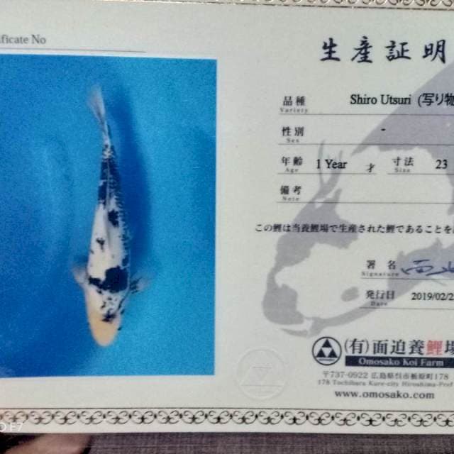 Matsukawabake 38cm