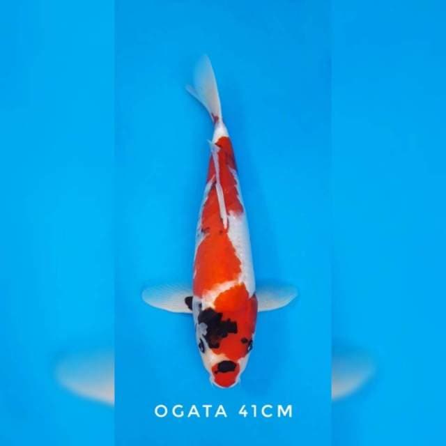Showa ogata sertifikat
