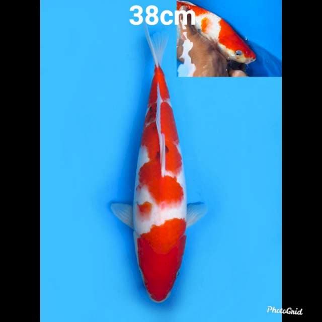 Sanke Bakat Bulky 38cm