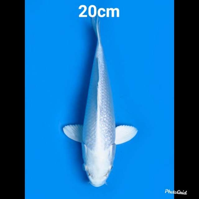 Platinum SQ 20cm