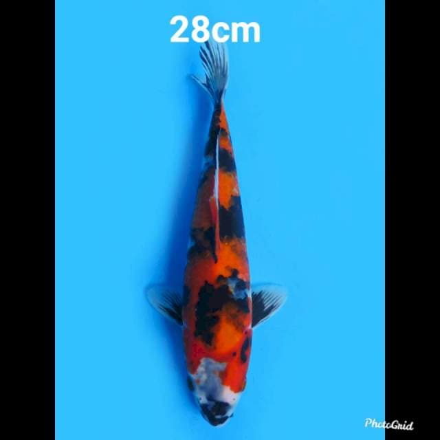 Showa Halus Dan Strong 28cm