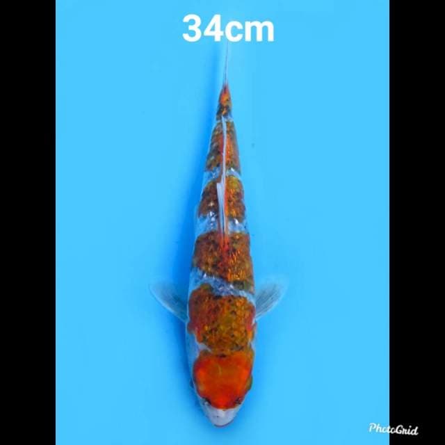 Goshiki Ginrin 34cm