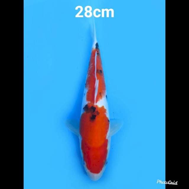 F1 Sanke Prospek 28cm