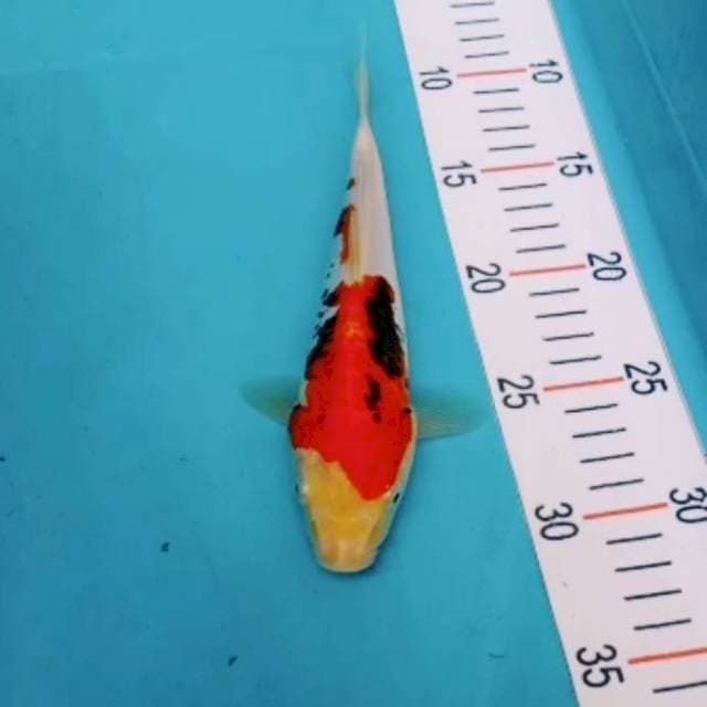 Beni kumonryu 22cm