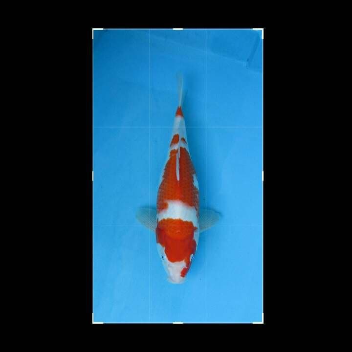 KOHAKU F1