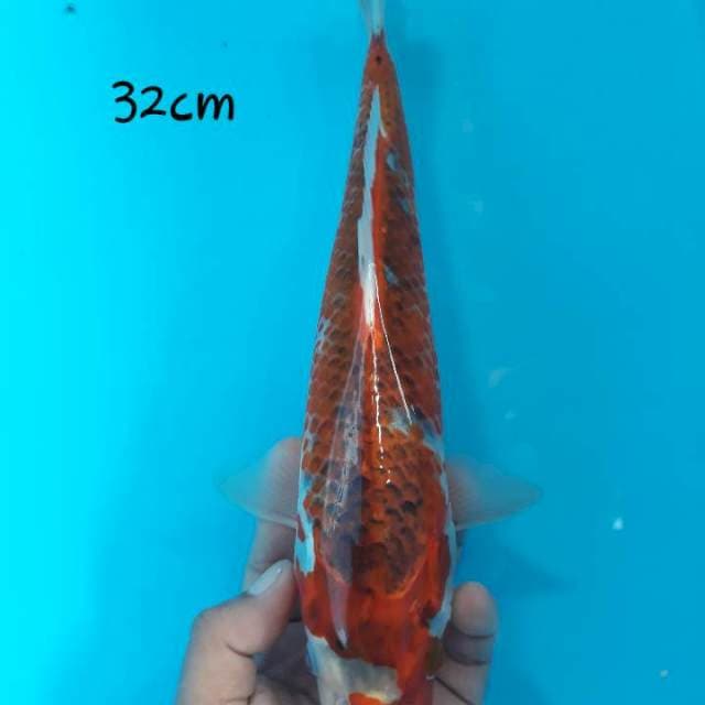 Kujaku male.32