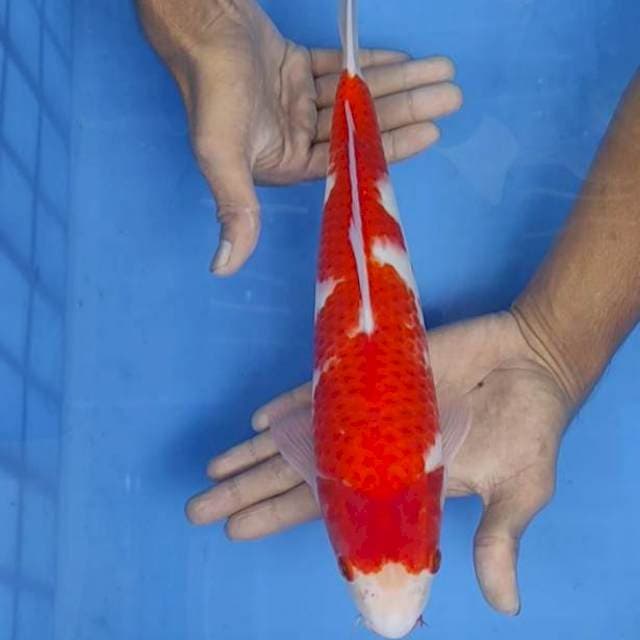 Kohaku 34cm