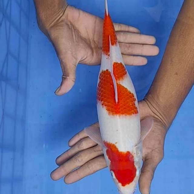 Kohaku 31cm