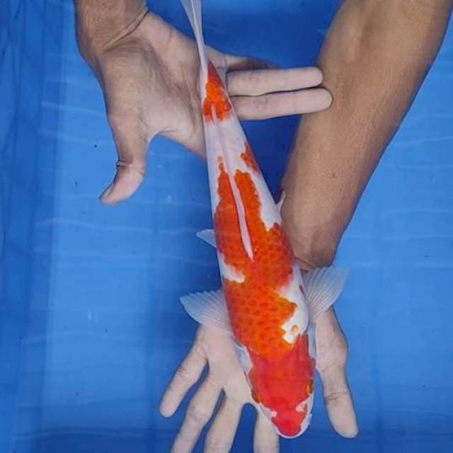 Kohaku 33cm