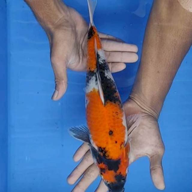 Showa 31cm