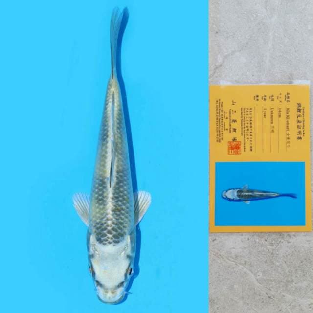 Kin Ki Utsuri Import Sertifikat