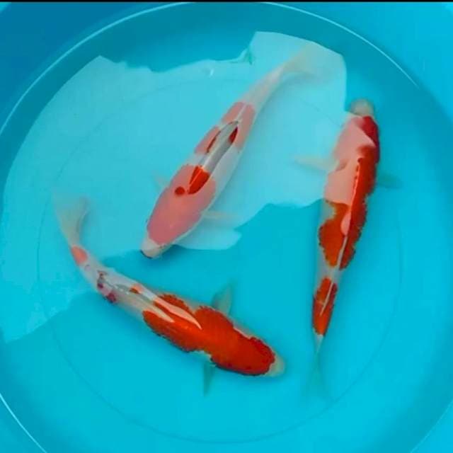 Kohaku HQ 20cm-21cm