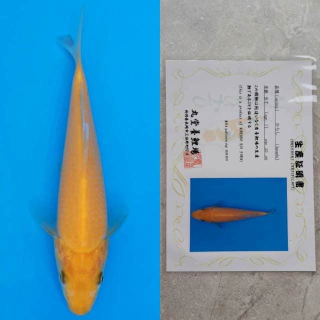 marudo karashi 17cm serty