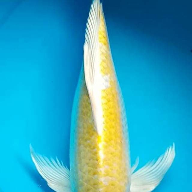 HARIWAKE JUMBO SLAYER 38 Cm, BULKY