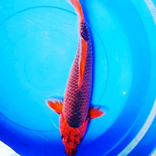 45CM Red Strong