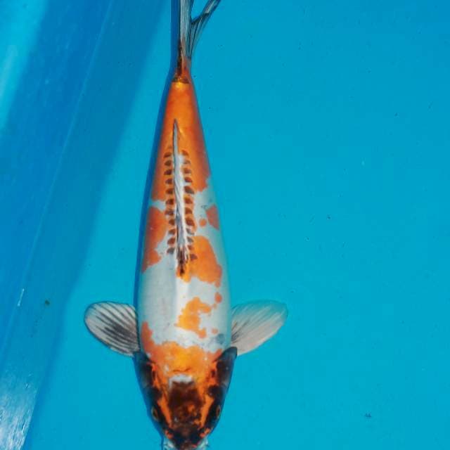 Kikoryu 50bu