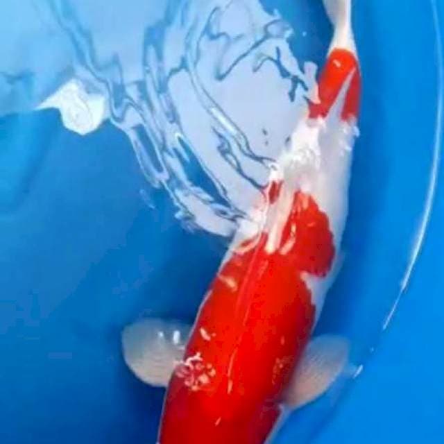Kohaku, Sakai 60 BU