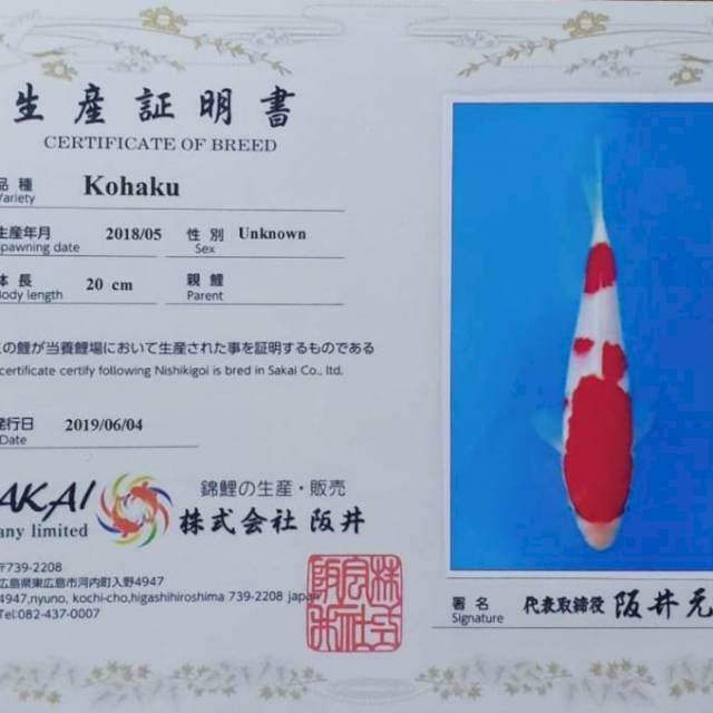 Kohaku, Sakai 60 BU
