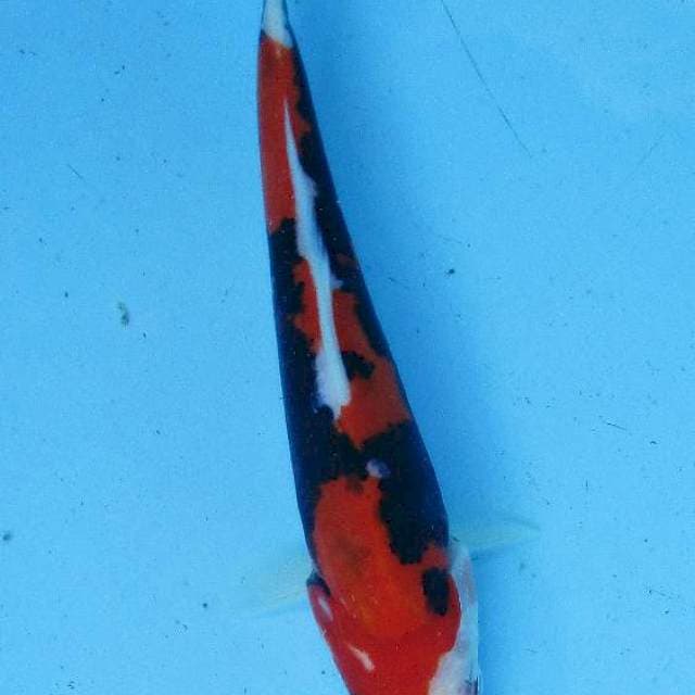 Beni kumonryu 20cm