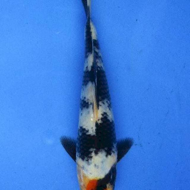 Tancho showa 25bu original