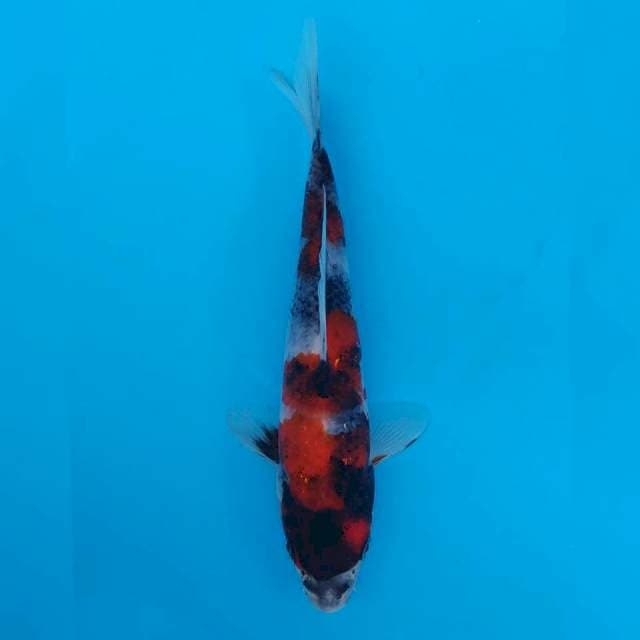 Marujyu Showa