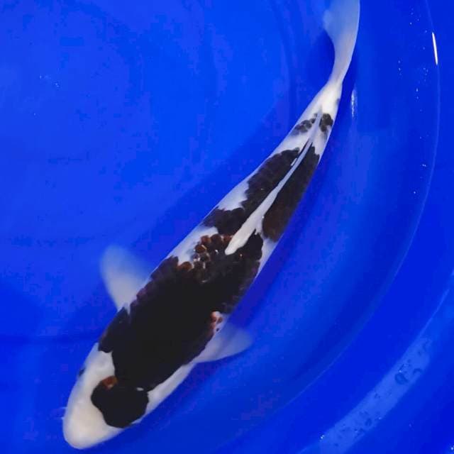 BUDO GOROMO SQ 42CM...😍😍😍