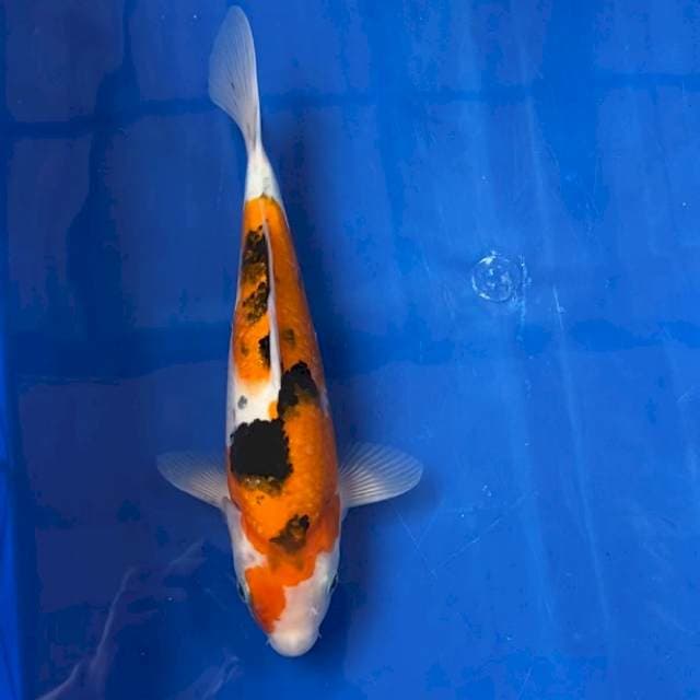 Sanke Ooya female serti breeder