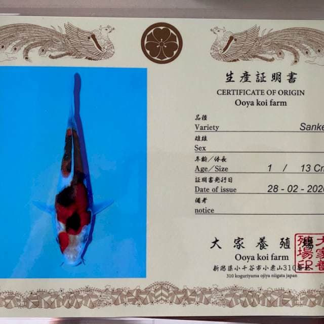 Sanke Ooya female serti breeder