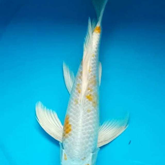 HARIWAKE SLAYER 30 Cm, JANTAN
