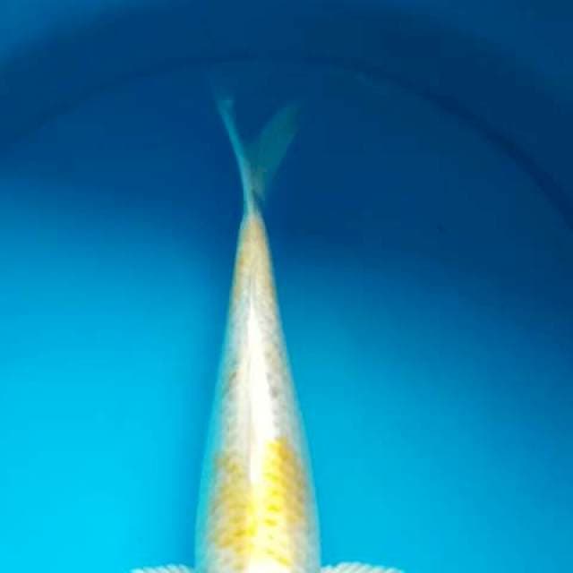 HARIWAKE 28 Cm