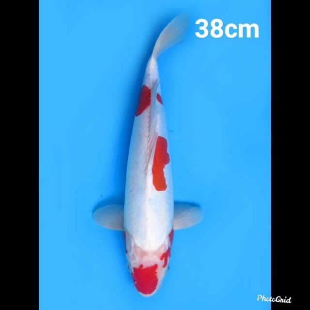Jumbo Doitsu Murni 38cm
