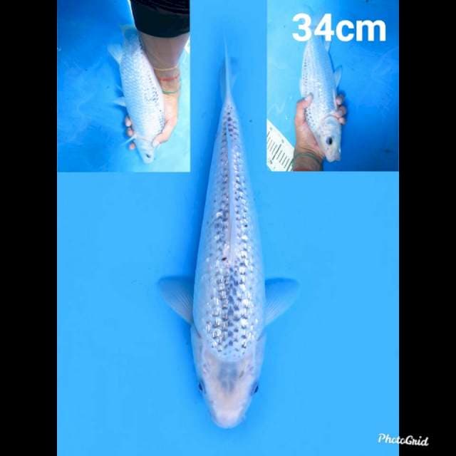 Asagi Ginrin 34cm