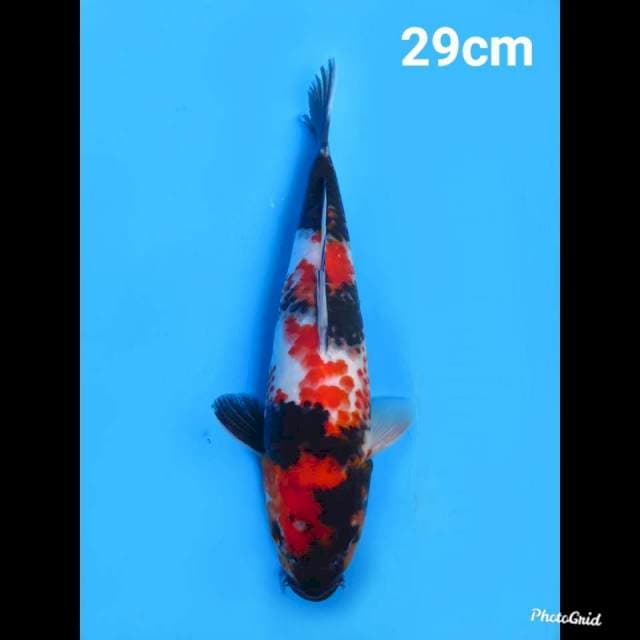 Red Showa Original 29cm