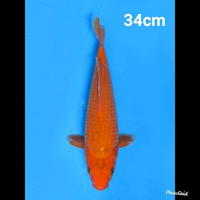 Kawarimono 34cm