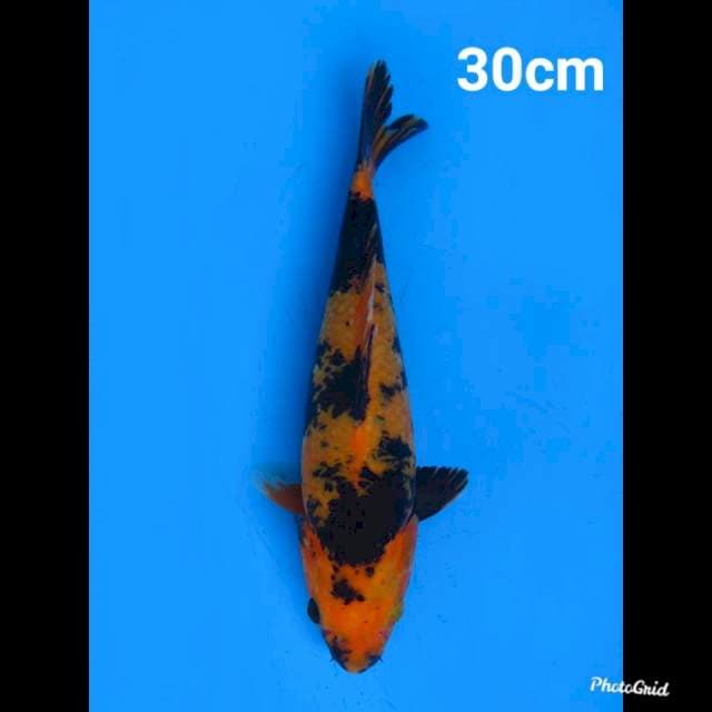 Ki Utsuri 30cm