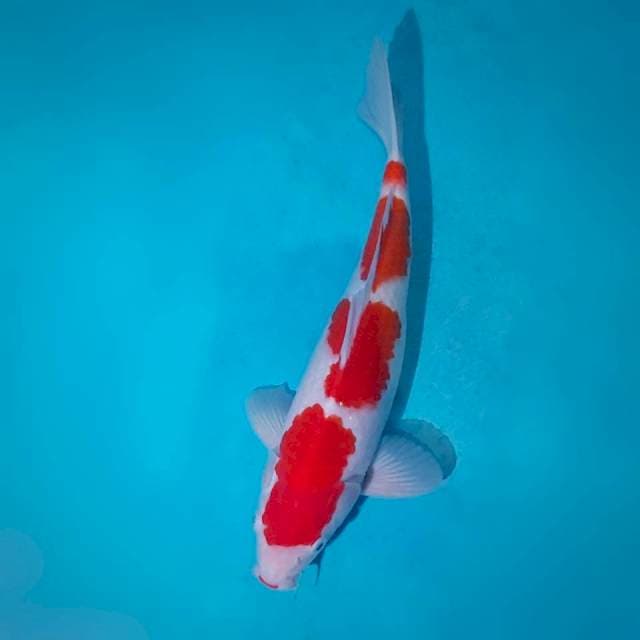 Kohaku 4 step original 35cm male