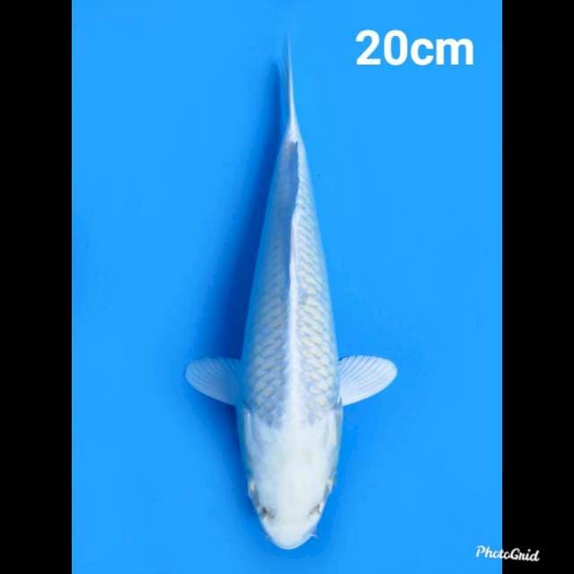 Platinum 20cm