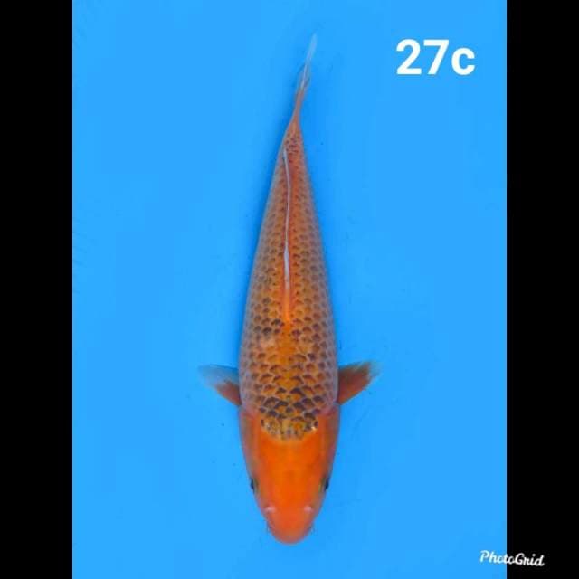 Matsuba 27cm
