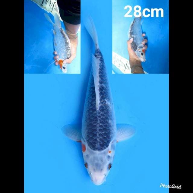 Asagi Strong 28cm