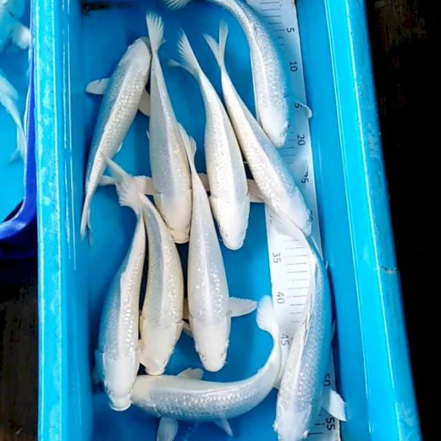 Paket platinum ginrin 10 ekor