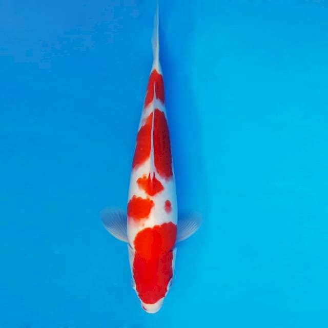 AKIRA 12 - Kohaku ®