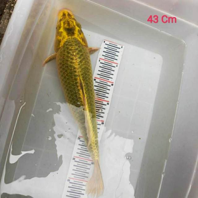 ×× MUKASI 43 CM ×× Hikarinya Sudah Keluar