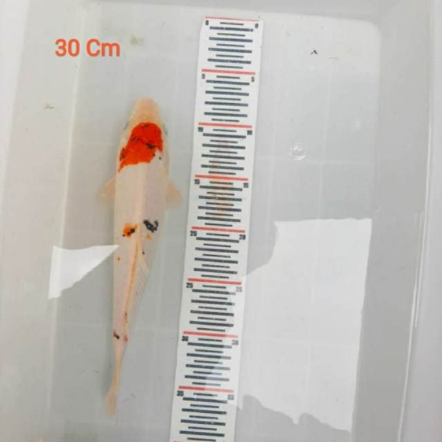 ××SANKE×× 30CM