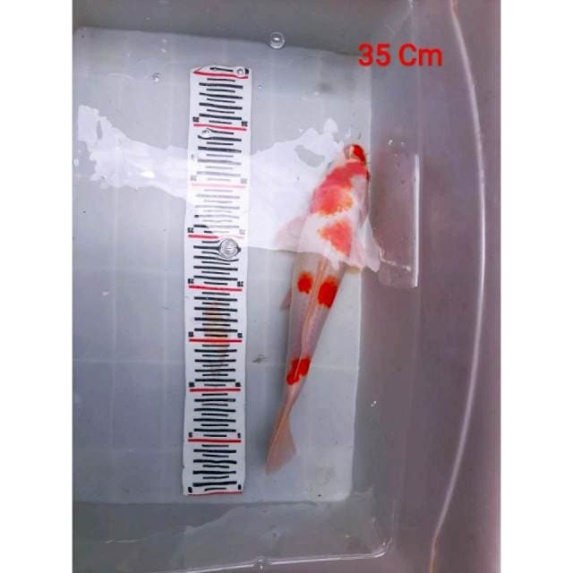 ××KOHAKU 3 STEP×× 35CM